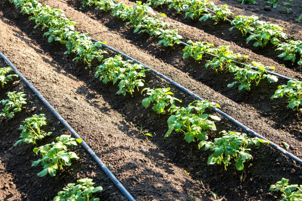 Installing Drip Irrigation