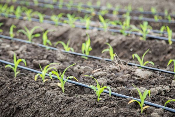 Drip Irrigation Line Service